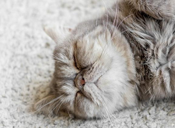 Tapijten - Tapijten op maat bij CD Interiors in Zwevegem Tapijten - raamdecoratie op uw maat